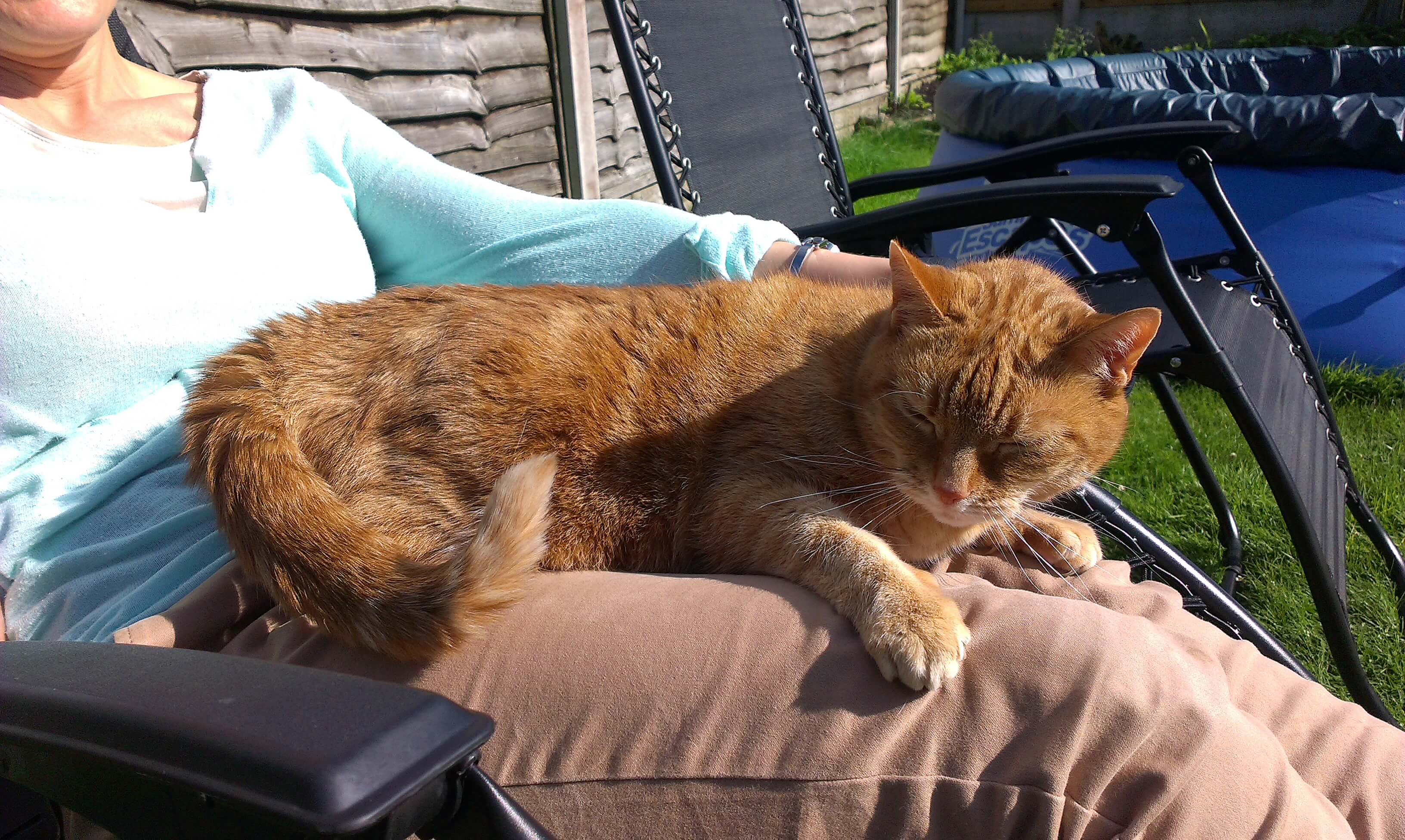 cosmo hyperthyroid cat