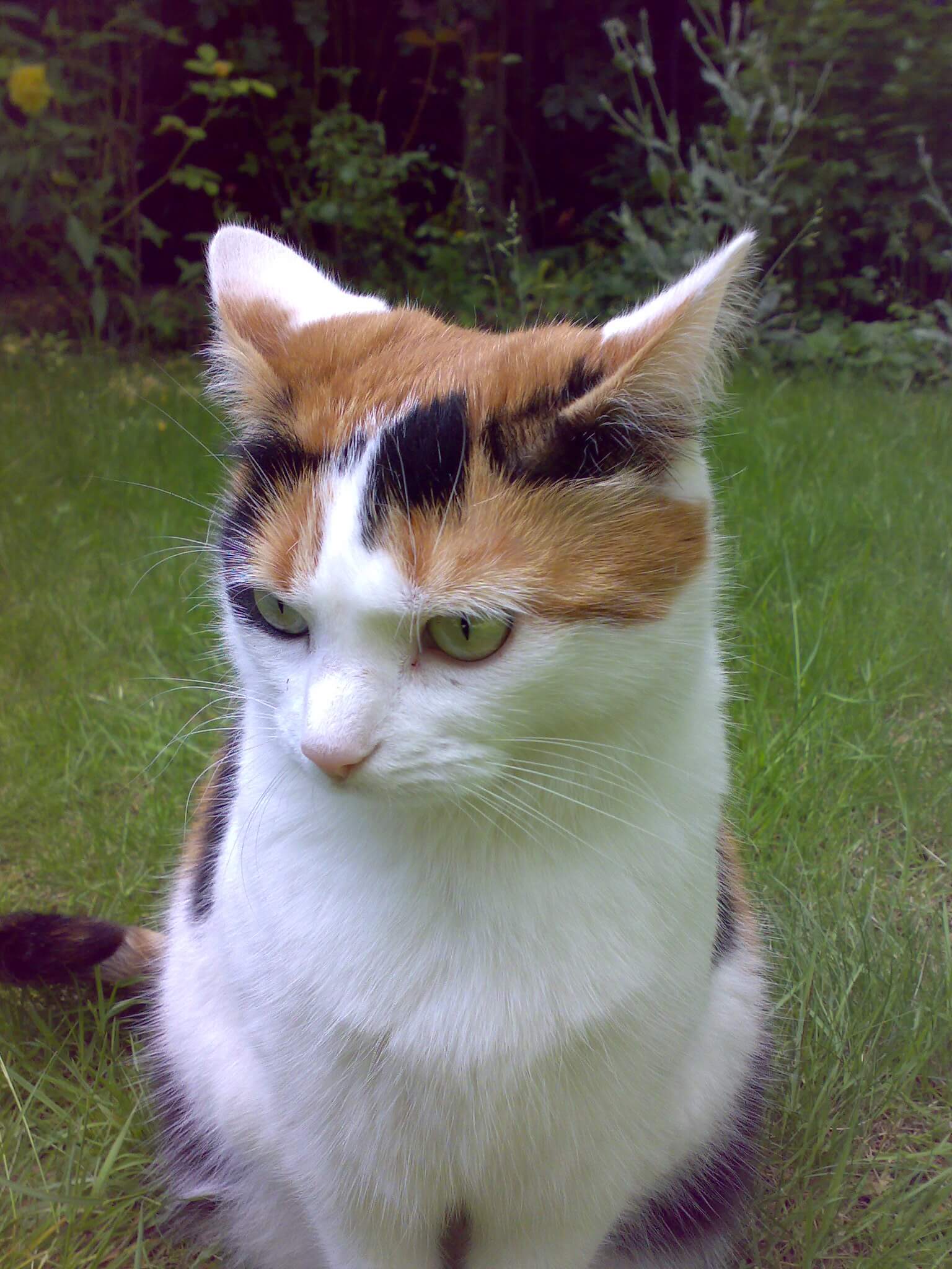 hyperthyroid cat Daisy - cured of hyperthyroidism by Andrew Bodey