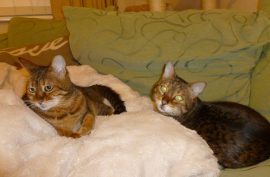 Hyperthyroid Holly and Poppy Bengal - both sisters cured with radio-iodine