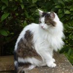 Minette – former-hyperthyroid-cat
