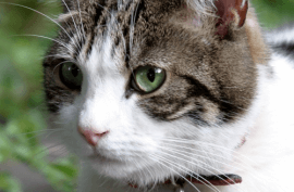 cat cured after radioiodine treatment