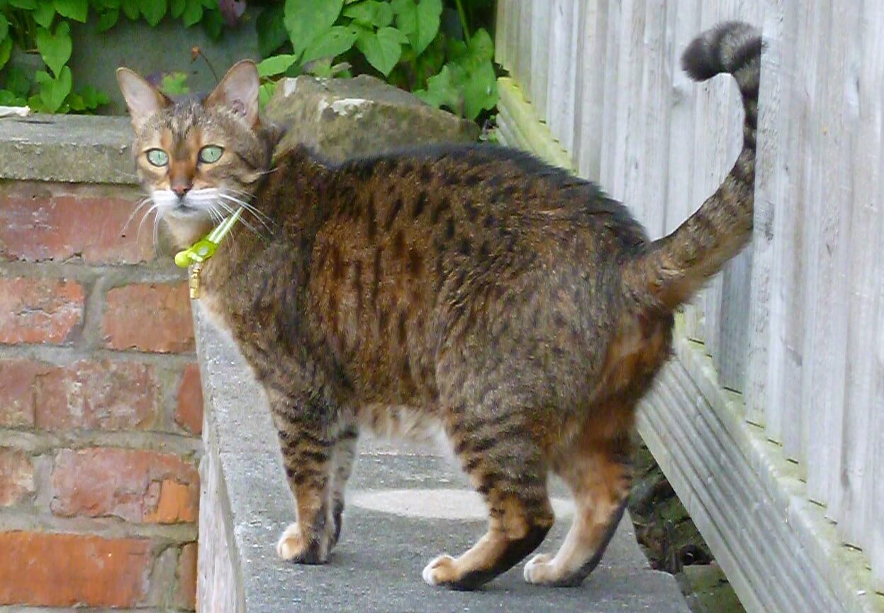 hyperthyroid Poppy - now cured of hyperthyroidism